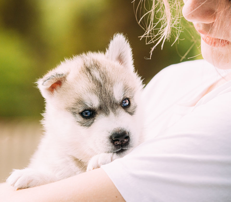 a Siberian husky puppy is cuddling with its owner