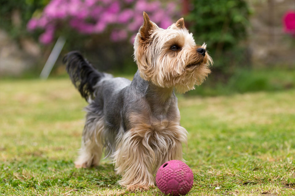 a mixed breed poodle is playing with its ball